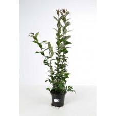 troène du Japon persistant 60/80 cm - pot de 4 litres