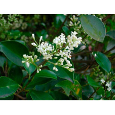 fleur du troène du Japon