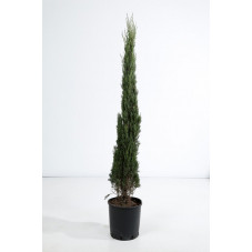 cyprès d'Italie stricta (sempervirens) 150/175 cm - pot de 12 litres