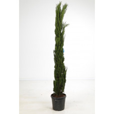 cyprès d'Italie stricta (sempervirens) 175/200 cm - pot de 18 litres