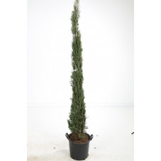 cyprès d'Italie stricta (sempervirens) 300/350 cm - pot de 50 litres