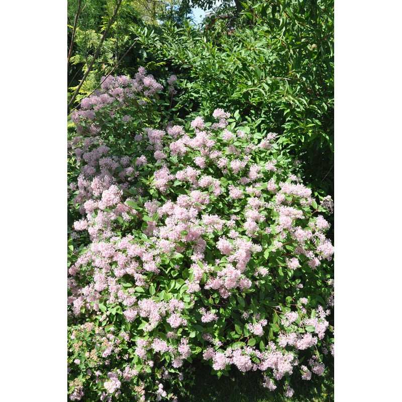 Ceanothus  pallidus "marie simon"