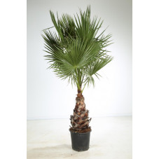 palmier du Mexique tronc 80/100 cm - hauteur totale 225/250 cm - pot de 50 litres