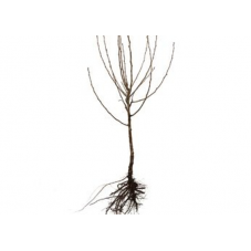 buisson racines nues - 2 ans