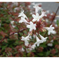 fleurs de l'abelia (juin-juillet)