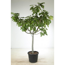 ficus carica tige circ. 25/+ - 250 cm