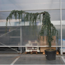 cèdre bleu pleureur - grosse taille - circonférence 20/+ cm - 275/300 cm - pot de 130 litres