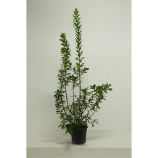 arbousier - arbutus 100/120 cm - pot de 20 litres