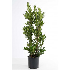 arbousier - arbutus 80 cm - pot de 9 litres