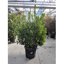 arbousier - arbutus 150/175 cm - pot de 50 litres - grosse taille