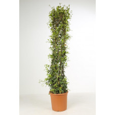 hauteur 200/225 cm - pot de 30 litres