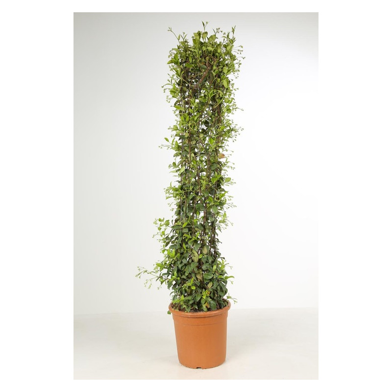 hauteur 200/225 cm - pot de 30 litres hauteur 200/225 cm - pot de 30 litres