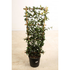 forme espalier - hauteur 120 cm - largeur 50 cm - pot de 25 litres