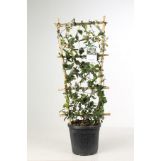 forme espalier hauteur 120 cm - largeur 40 cm - pot de 18 litres