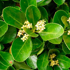 fleur du fusain du Japon vert