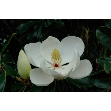 fleur du magnolia grandiflora