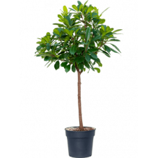 ficus cyathistipula