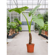 alocasia macrorrhiza 180 cm