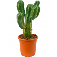 myrtillocactus geometrizans 65 cm