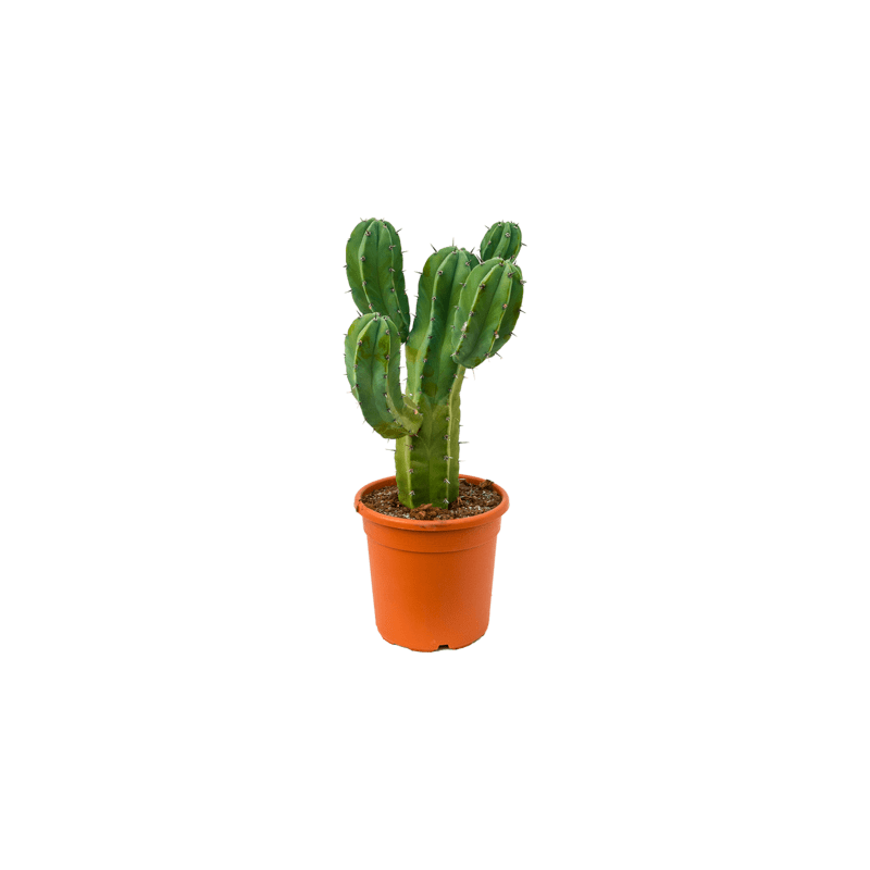 myrtillocactus geometrizans 65 cm myrtillocactus geometrizans 65 cm