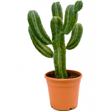 myrtillocactus geometrizans 70 cm