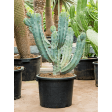 Myrtillocactus geometrizans 70 cm