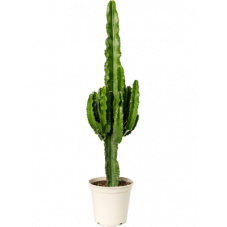 euphorbia erythrea 115 cm