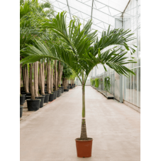 veitchia merrillii 200 cm en pot de 38 cm