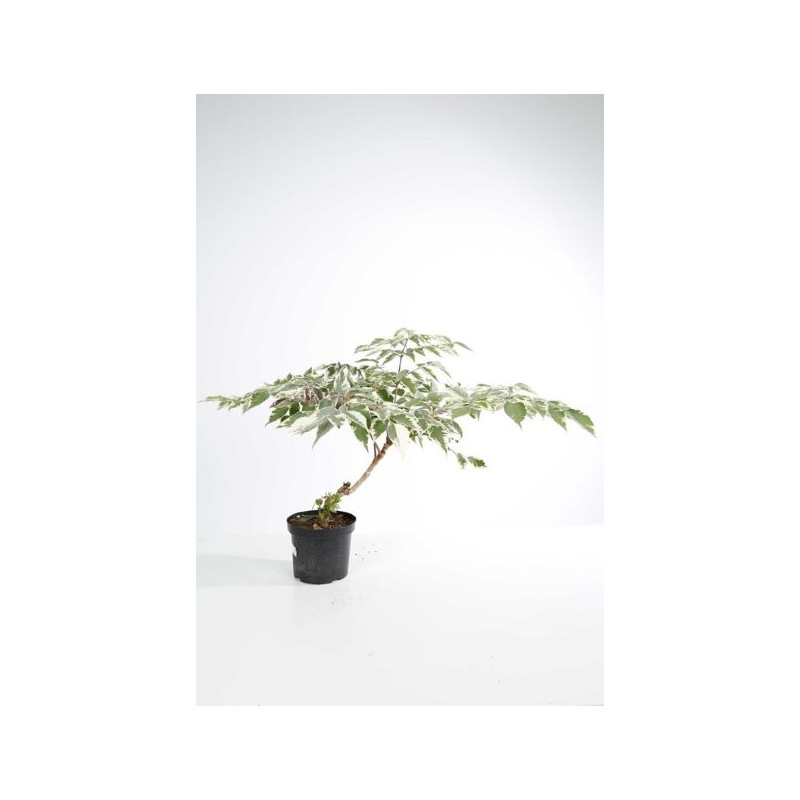 Angelique du Japon - aralia elata variegata Angelique du Japon - aralia elata variegata