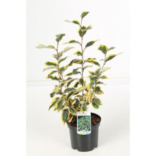 elaeagnus ebbengei gilt edge