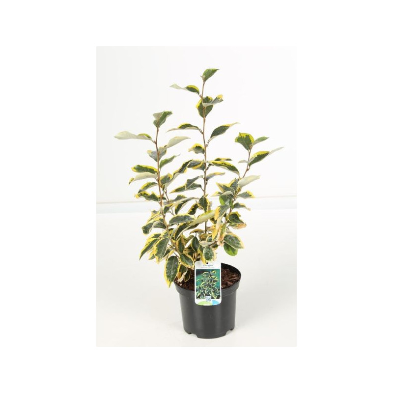 elaeagnus ebbengei gilt edge elaeagnus ebbengei gilt edge