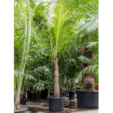cocotier - cocos nucifera 425 cm