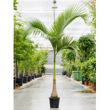 palmier royal 250 cm