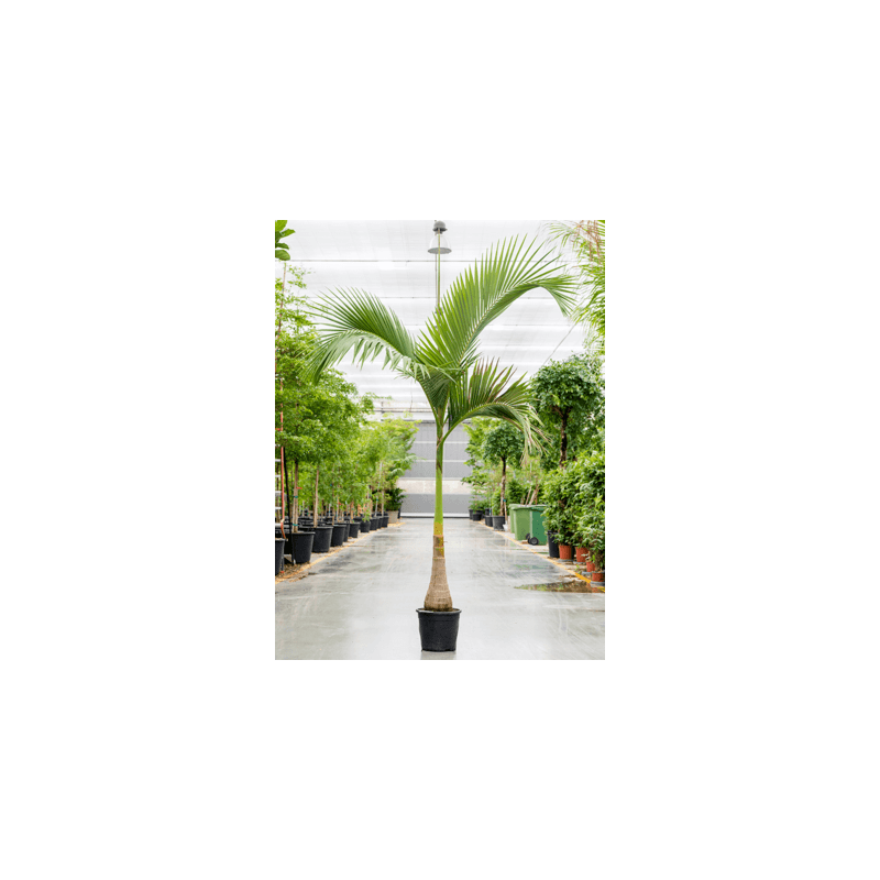 palmier royal 250 cm