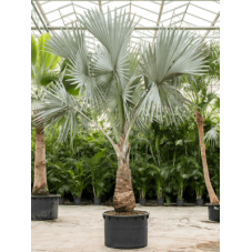 palmier bleu de Bismarck 550 cm