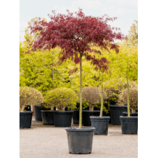 érable du Japon - acer palmatum dissectum tamukeyama tige 180 cm