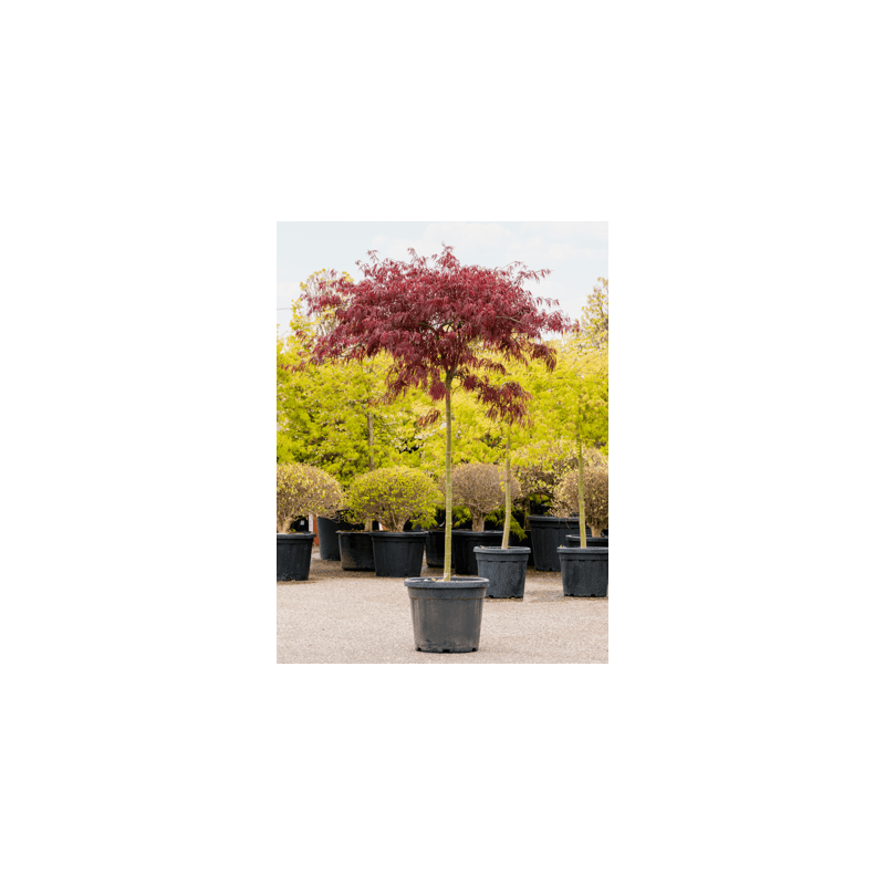 érable du Japon - acer palmatum dissectum tamukeyama tige 180 cm