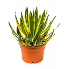 agave lopantha 50 cm - pot diamètre 30 cm