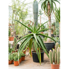 aloe alooides tige 100 cm