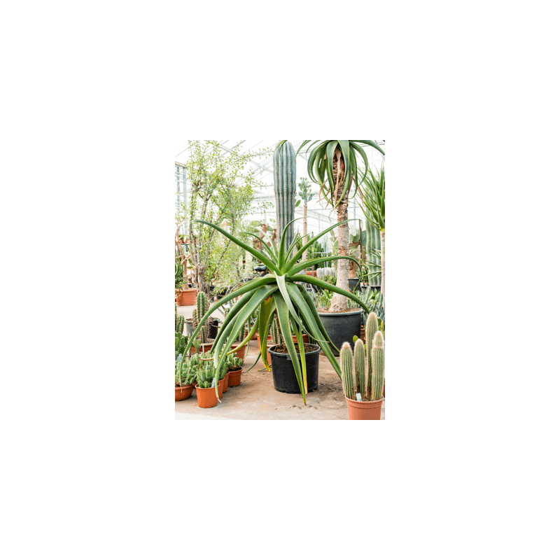 aloe alooides tige 100 cm aloe alooides tige 100 cm