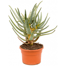 aloe dichotoma 50 cm