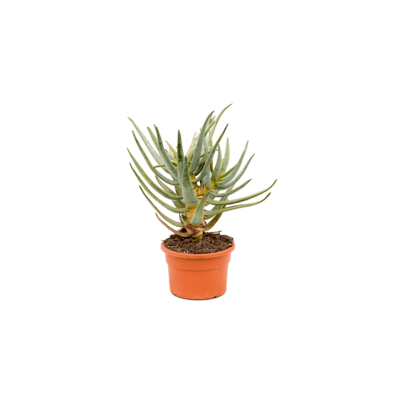 aloe dichotoma 50 cm