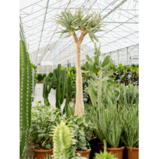 aloe dichotoma 285 cm