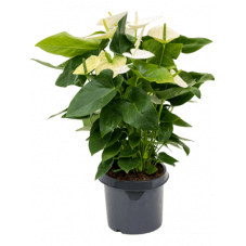 anthurium Alaska touffe forte 50 cm pot diam. 26 cm