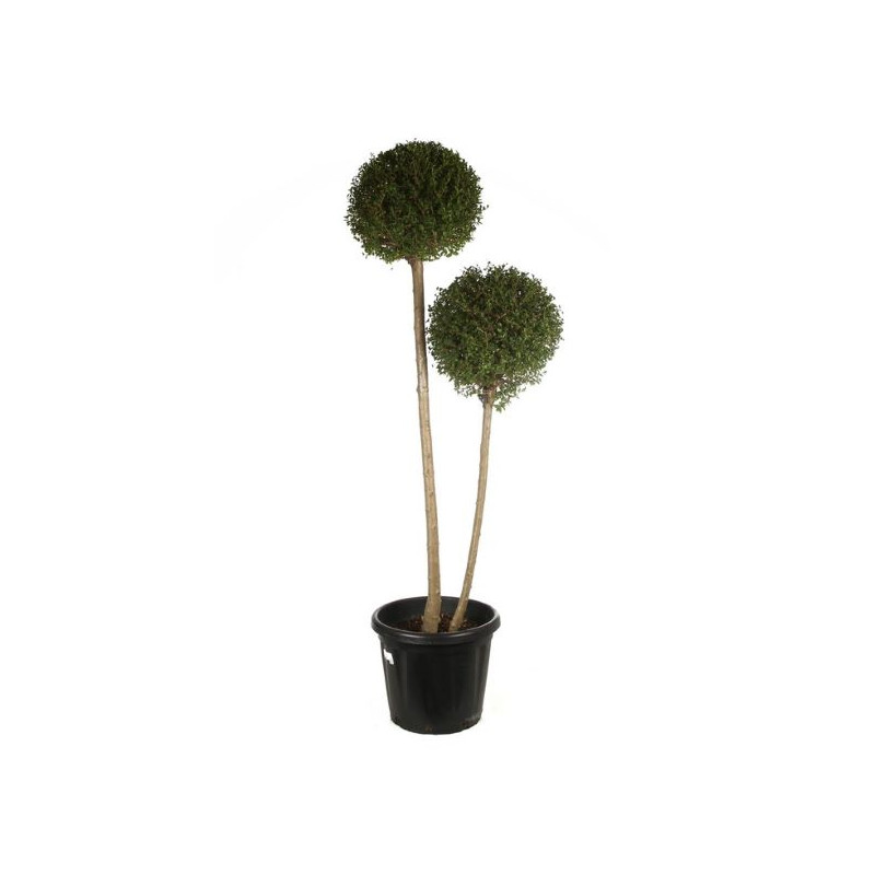 ligustrum jonandrum - 2 boules - 2 tiges ligustrum jonandrum - 2 boules - 2 tiges