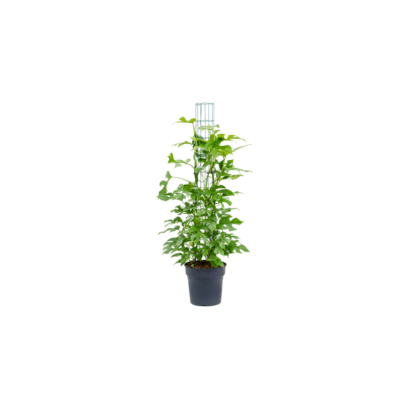 monstera minima 130 cm monstera minima 130 cm