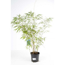 bambou fargesia rufa 60 cm