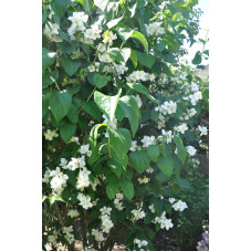 Philadelphus "virginalis"  (seringat)