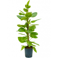 ficus altissima yellow gem 100 cm pot diam. 23 cm
