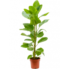 ficus altissima 100 cm pot diam. 23 cm